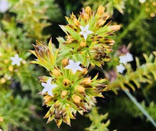 thesium-viridifolium-plantzafrica